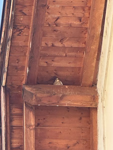 Gheppio  - Dietmar Zwerger