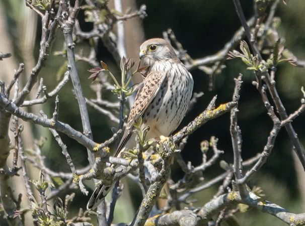 Common Kestrel  - Massimo Angei