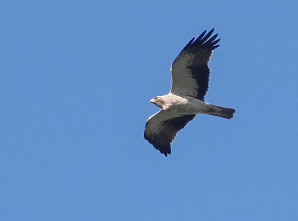 Aquila minore  - Massimo Angei