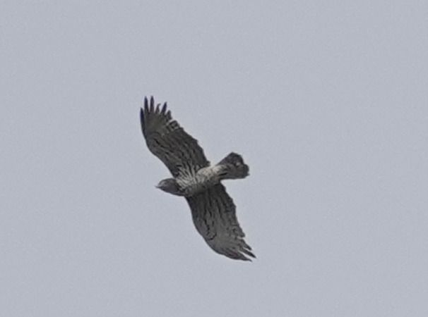 Biancone  - Massimo Angei