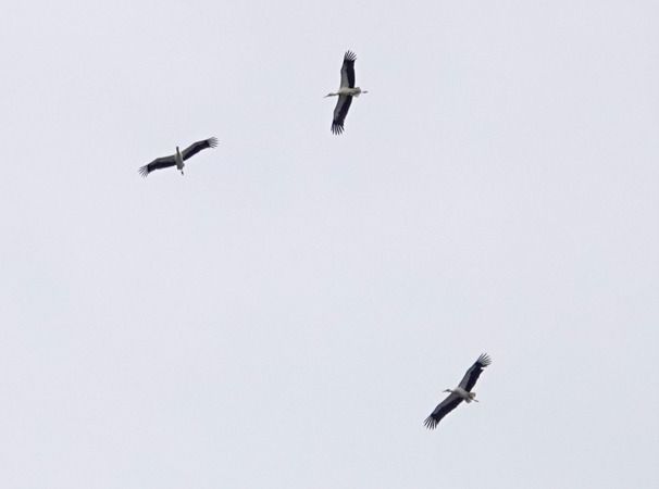 Cicogna bianca  - Massimo Angei