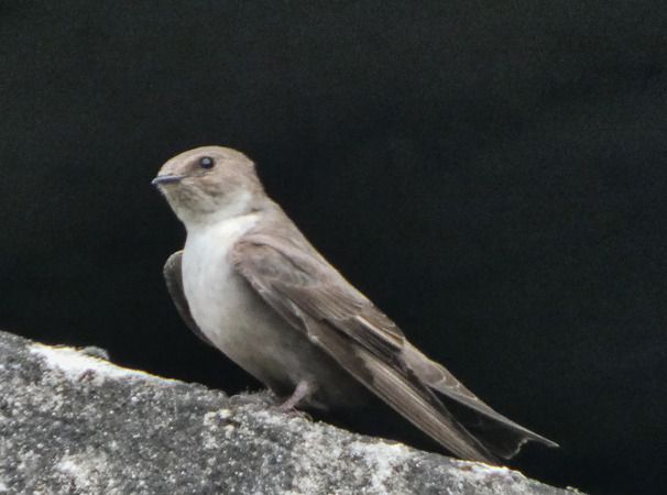 Rondine montana  - Massimo Angei