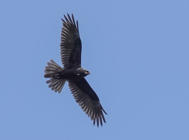 Falco di palude  - Massimo Angei
