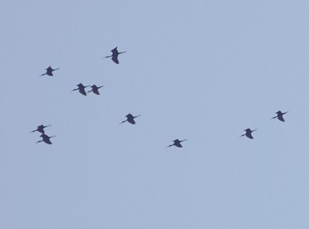 Mignattaio  - Massimo Angei