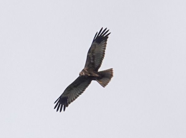 Falco di palude  - Massimo Angei