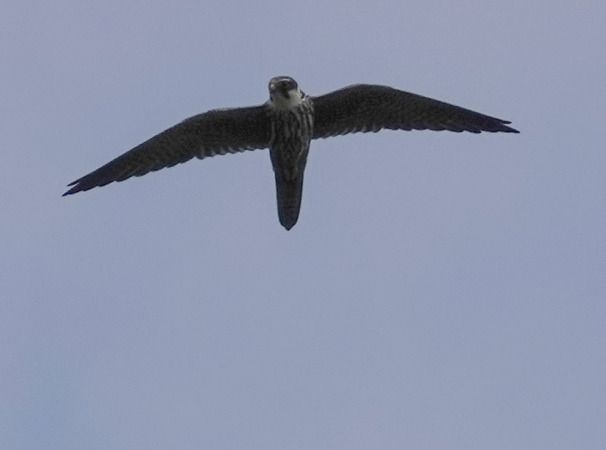 Lodolaio  - Massimo Angei