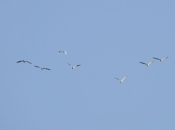 Airone bianco  - Massimo Angei