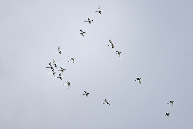 Spatola  - Maurizio Vena