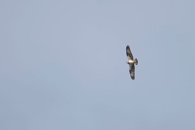 Balbuzard pêcheur  - Maurizio Vena