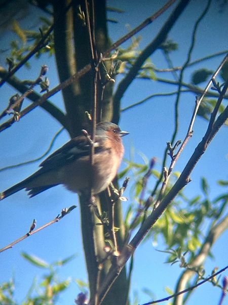 Fringuello  - Chiara Asllani