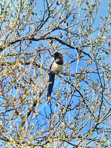 Gazza  - Chiara Asllani