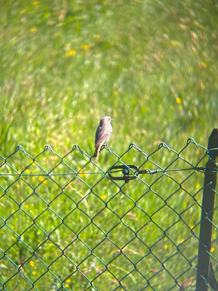 Codirosso spazzacamino  - Chiara Asllani