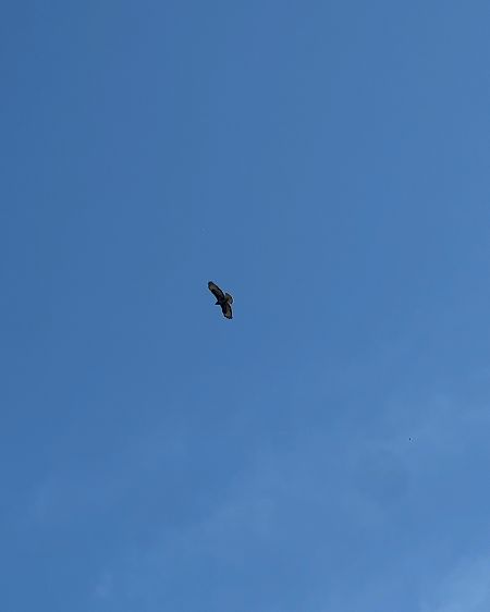 Poiana  - Chiara Asllani