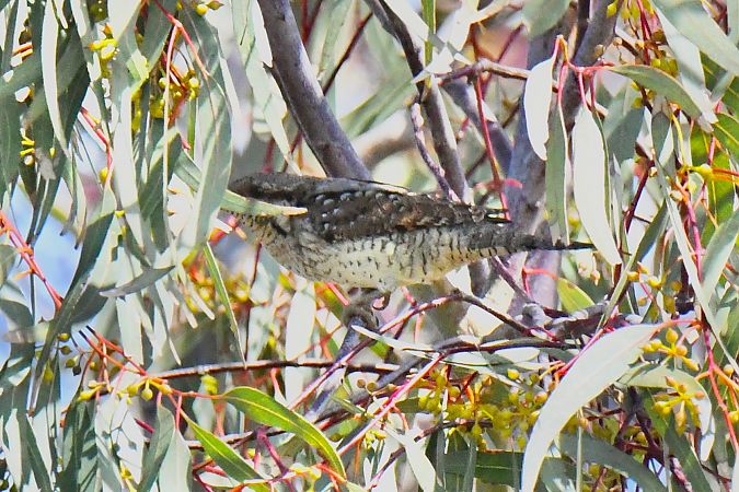 Torcicollo  - Pierluigi Aldo Maria Sacchetti