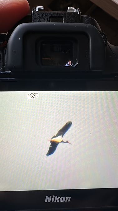 Cicogna nera  - Pierluigi Aldo Maria Sacchetti