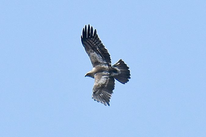 Aquila minore  - Pierluigi Aldo Maria Sacchetti