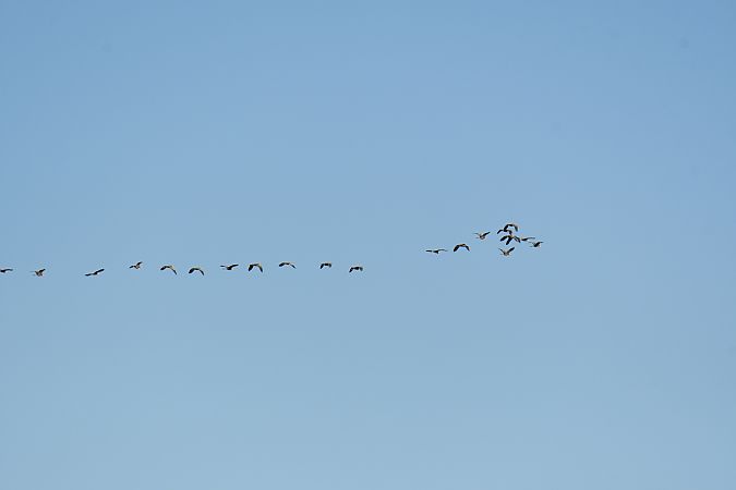 Airone rosso  - Pierluigi Aldo Maria Sacchetti