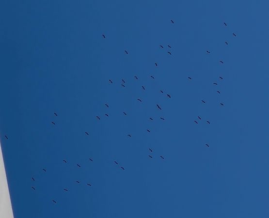 Cicogna bianca  - Pierluigi Aldo Maria Sacchetti