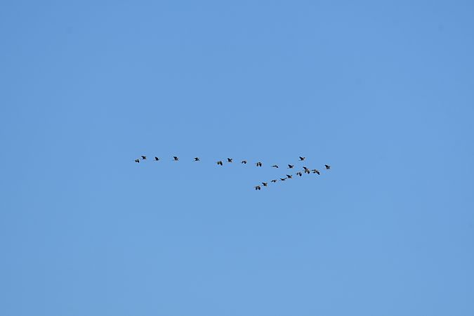 Airone rosso  - Pierluigi Aldo Maria Sacchetti