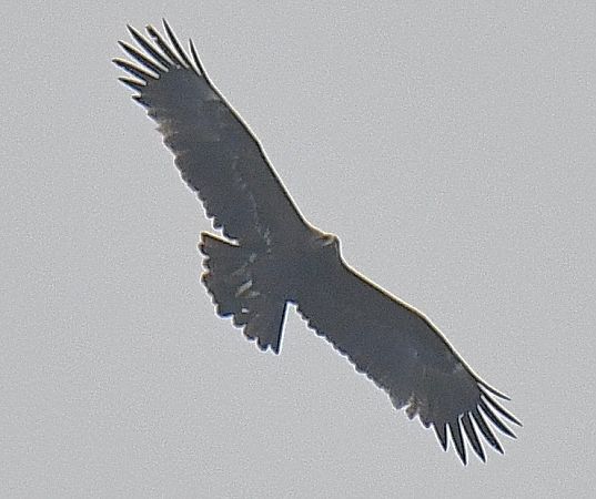 Aquila anatraia maggiore  - Pierluigi Aldo Maria Sacchetti