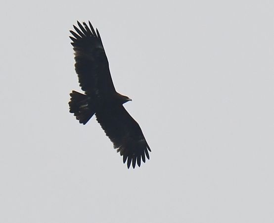 Aquila anatraia maggiore  - Pierluigi Aldo Maria Sacchetti
