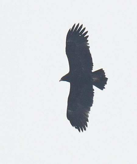 Aquila anatraia maggiore  - Pierluigi Aldo Maria Sacchetti