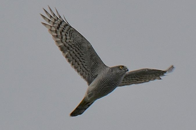 Sparviere  - Pierluigi Aldo Maria Sacchetti