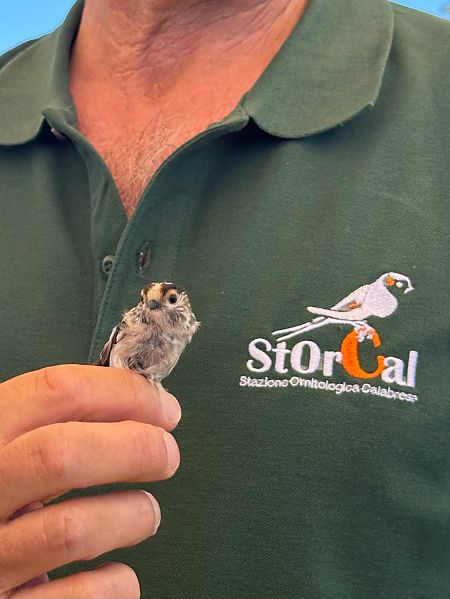 Codibugnolo  - Pierluigi Aldo Maria Sacchetti