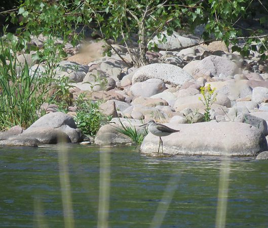 Pantana  - Stefano Nicolodi