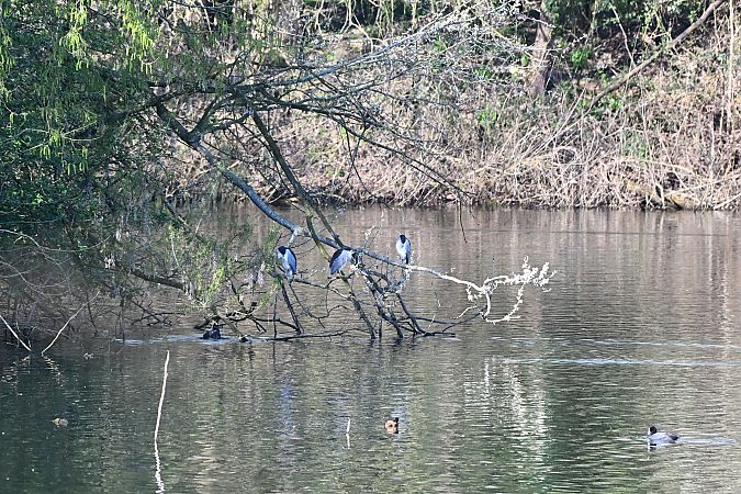 Nitticora  - Ricccardo Lamberti