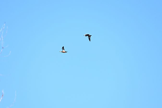 Casarca  - Ricccardo Lamberti