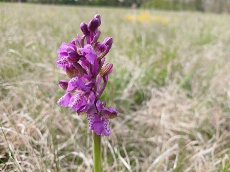Anacamptis morio  - Francesca Tami