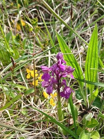Anacamptis morio  - Francesca Tami