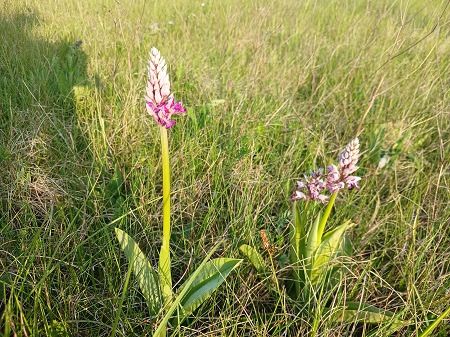 Orchis militaris  - Francesca Tami