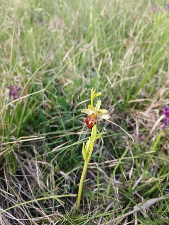 Ophrys indet. group. sphegodes  - Francesca Tami