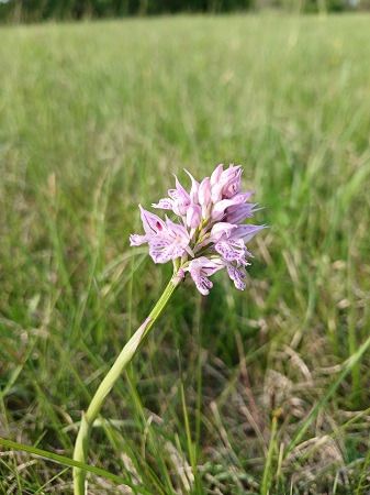 Neotinea tridentata  - Francesca Tami