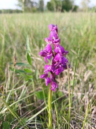 Anacamptis morio  - Francesca Tami