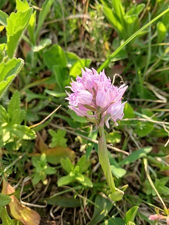 Neotinea tridentata  - Francesca Tami