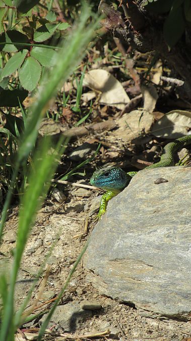 Ramarro orientale / occidentale  - Robert Bargolini
