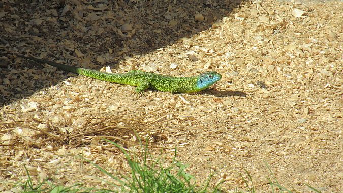 Ramarro orientale / occidentale  - Robert Bargolini