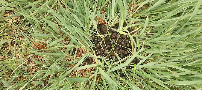 Cervo / Sika  - Robert Bargolini