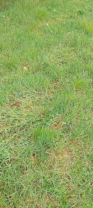 Cervo / Sika  - Robert Bargolini