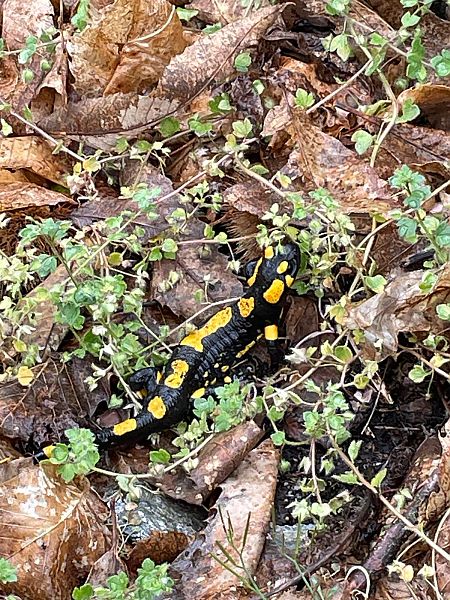 Salamandra pezzata  - Robert Bargolini