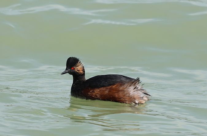 Svasso piccolo  - Hubert Bodziony
