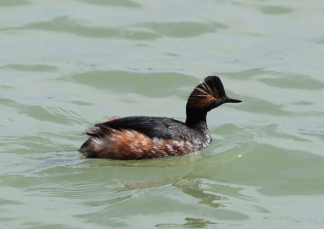 Svasso piccolo  - Hubert Bodziony