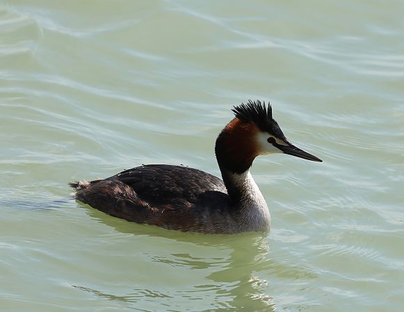 Svasso maggiore  - Hubert Bodziony