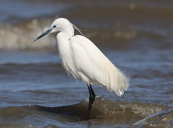 Garzetta  - Hubert Bodziony