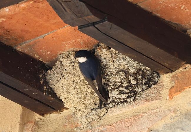 Balestruccio  - Hubert Bodziony