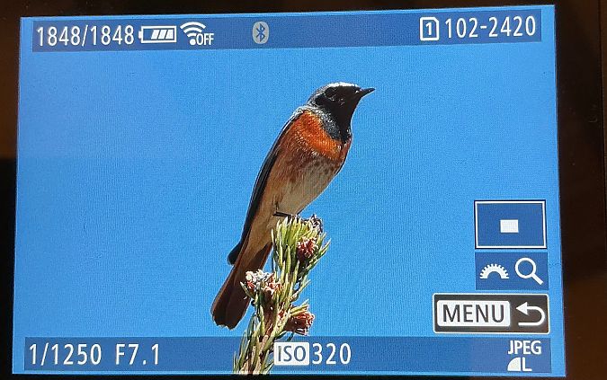 Codirosso  - Hubert Bodziony