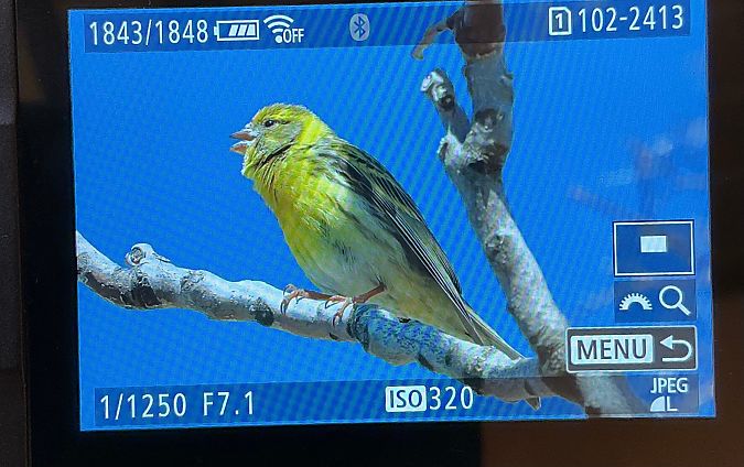 Verzellino  - Hubert Bodziony